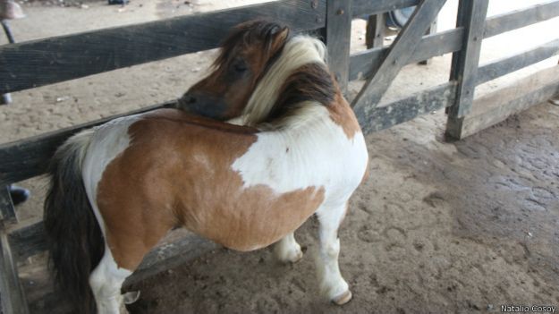 Pony.