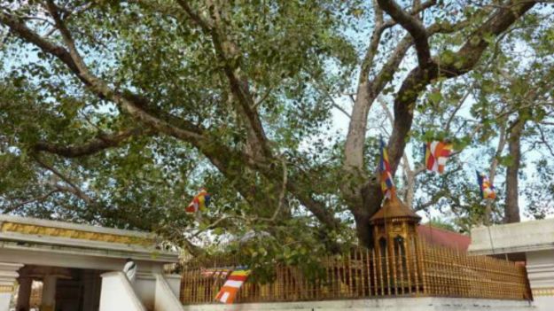 150403165258_mahabodi_tree_anuradhapura_