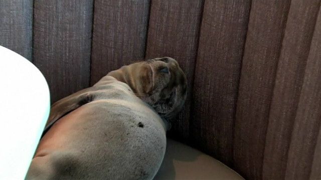 160206104139_eeuu_san_diego_leon_marino_