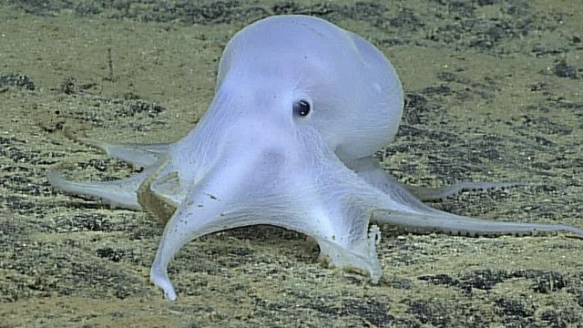 镜头下的“卡斯帕”（27/2/2016）