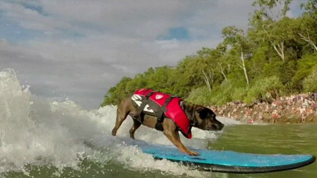 Собака-серфингист