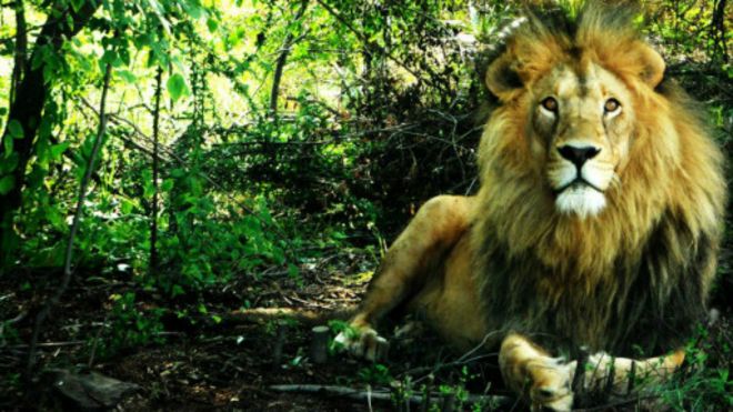 140420084252_south_africa_lion_512x288_a