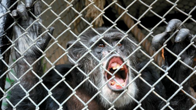 141204235905_chimpanzee_tommy_624x351_ap_nocredit.jpg