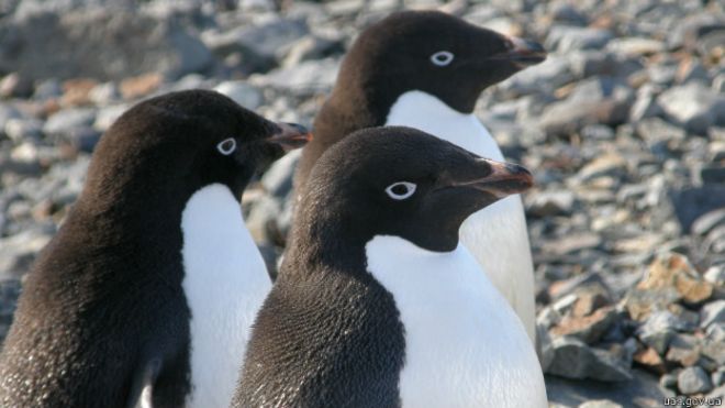 141226075208 penguins antarctica 624x351 uacgovua