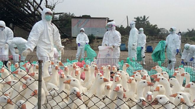 台灣撲殺被感染的禽類