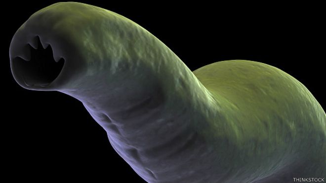 Hookworm