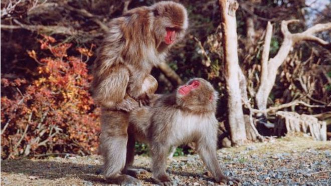 Fêmeas de macaco-japonês