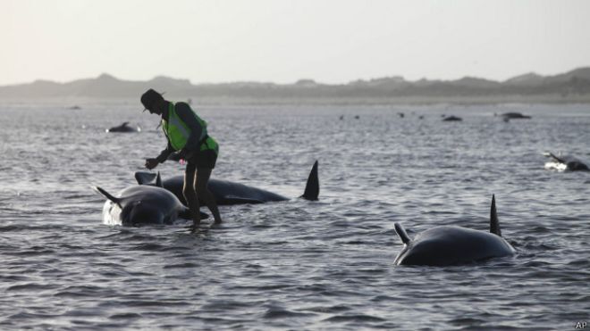 ballenas varadas en nueva zelanda