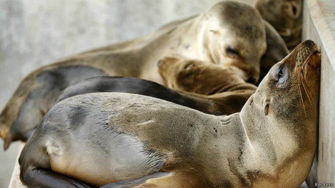 Leones marinos rescatados en California