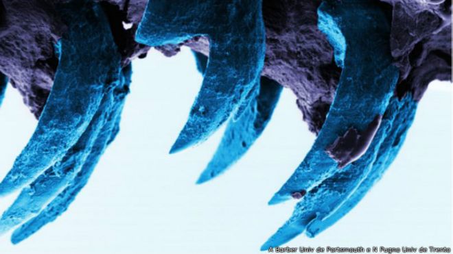 Imagem microscópia de dente de molusco (Univ. de Southampton)