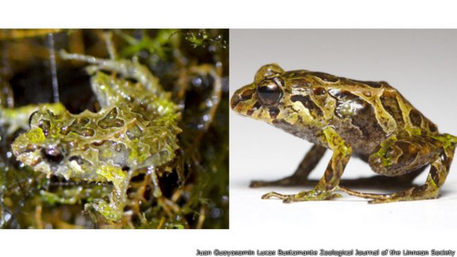 La transformación de una rana miniatura de Ecuador