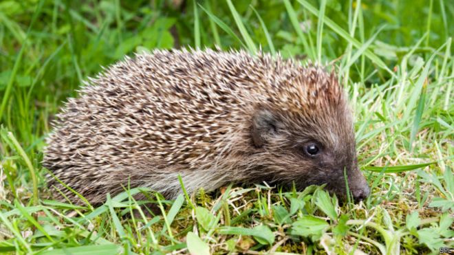 В Британии беспокоятся из-за сокращения популяции ежей