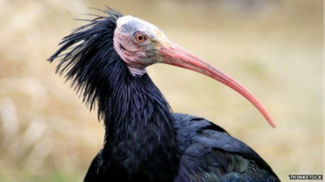 150525095844_a_small_breeding_colony_of_