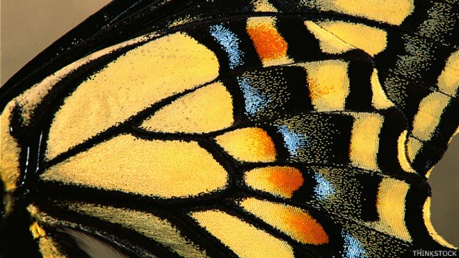 Detalle de ala de mariposa