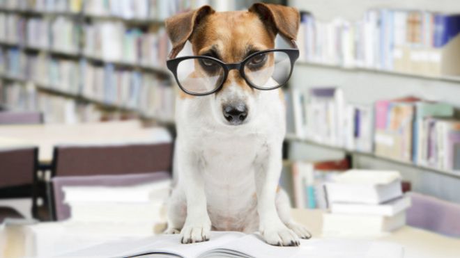 Un perro en una biblioteca