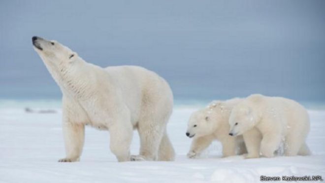 150909203546_the_truth_about_polar_bears_512x288_stevenkazlowski.npl.jpg