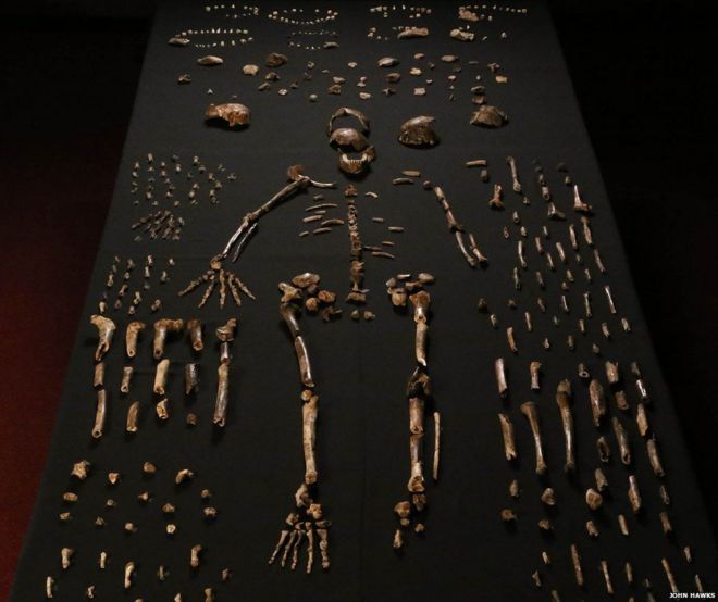 Останки Homo naledi