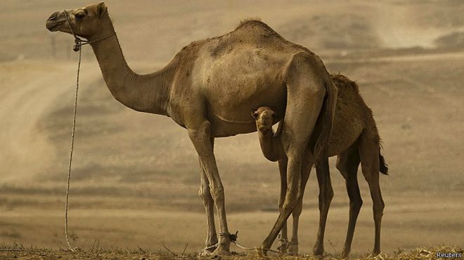 السعودية تحظر ذبح الجمال في مكة والمدينة بموسم الحج