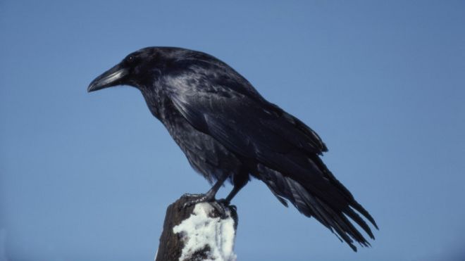 151006112455_crow_raven_624x351_thinkstock_nocredit.jpg