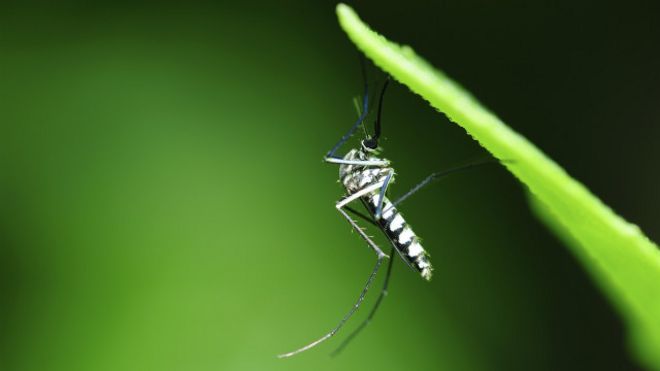 Resultado de imagem para Aedes