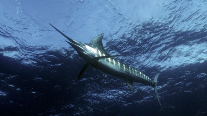 அசென்ஷன் தீவையொட்டிய கடற்பரப்பில் உலகின் மிகப்பெரிய மர்லின் மீன்கள் வாழ்கின்றன