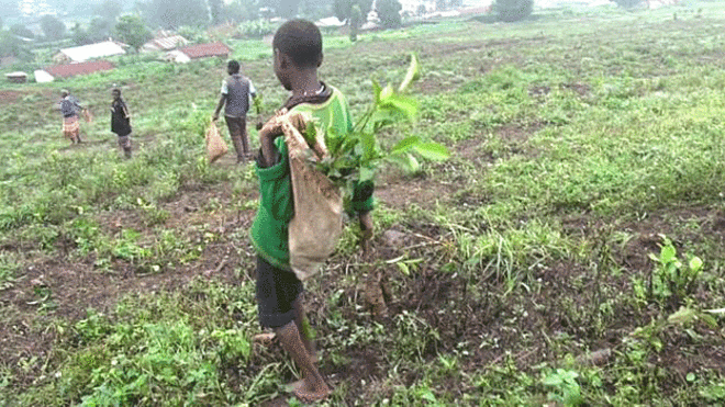 Niño trabaja en plantación de té de la Iglesia en Kabale, Uganda.