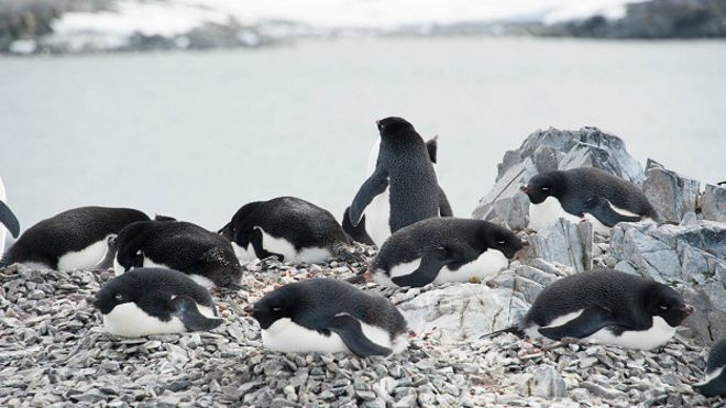 160112130210_penguins_adelie_624x351_thinkstock_nocredit.jpg