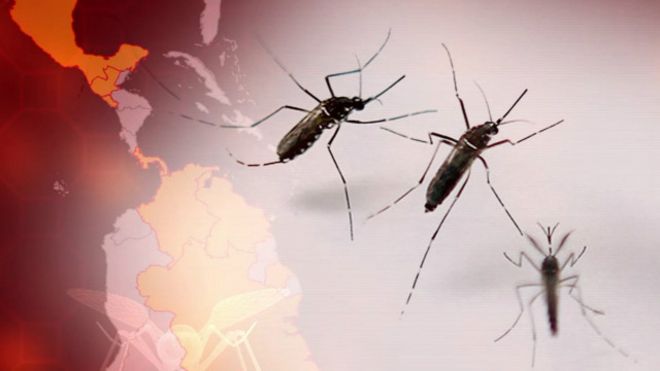 El mosquito, además del Zika, puede transmitir dengue, chikungunya o fiebre amarilla.