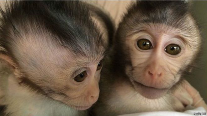 160128151928_autisticmonkeys_624x351_nature.jpg