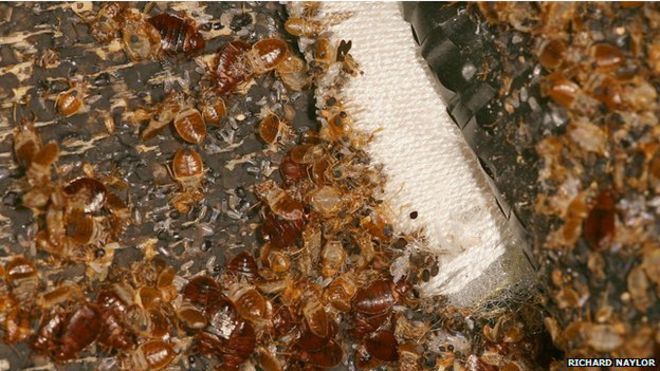 160128153903_bed_bugs__624x351_bbc_nocre