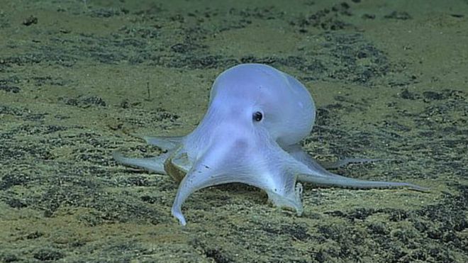 இவ்வாறான ஒரு உயிரினம் கண்டுபிடிக்கப்பட்டது அனேகமாக இதுவே முதல்