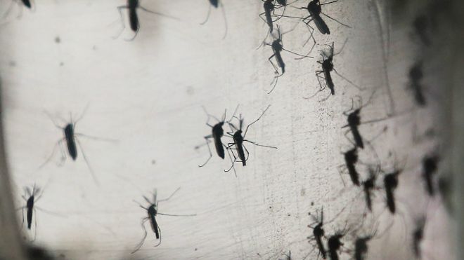 Zika virus transmitter mosquito, Aedes Aegypti