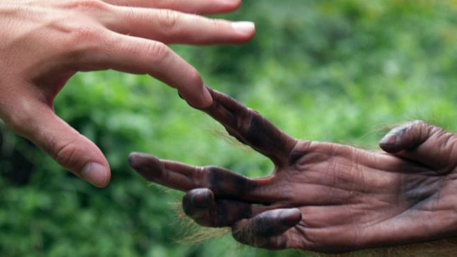http://ichef.bbci.co.uk/news/ws/660/amz/worldservice/live/assets/images/2016/03/27/160327135858_charles_darwin_use_his_children_for_science_640x360_spl_nocredit.jpg