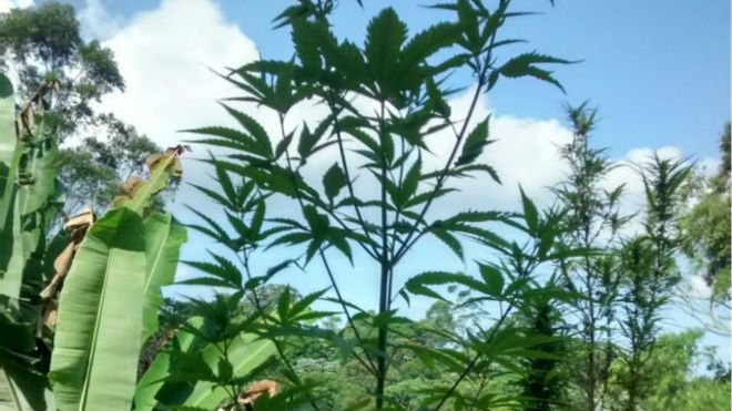 160420141918_maconha_guerrilha_640x360_a