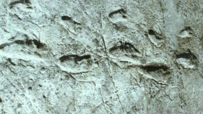 http://ichef.bbci.co.uk/news/ws/660/amz/worldservice/live/assets/images/2016/04/25/160425125825_footprint_prehistoric_pic_1_640x360_alamystockpicture_nocredit.jpg