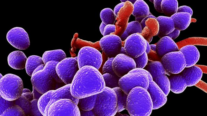超级细菌之一——粪肠球菌