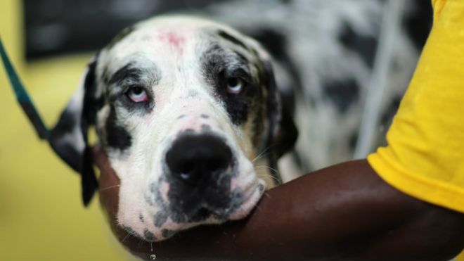 160528143549_injured_dog_624x351_getty_nocredit.jpg