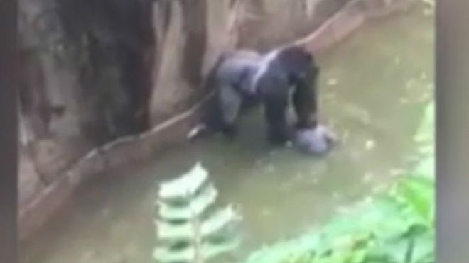 160529091929_harambe_624x351__nocredit.jpg