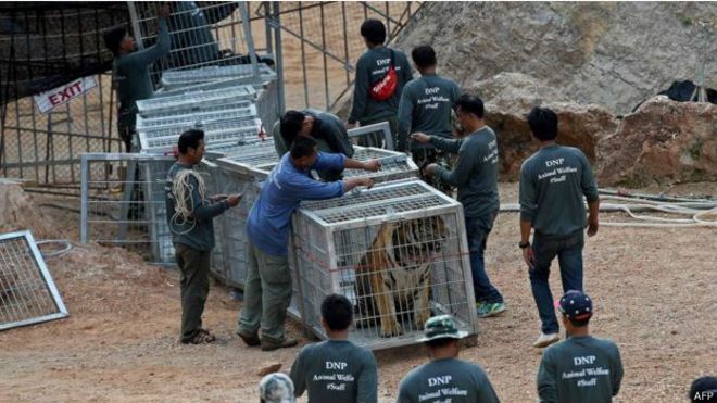 Hổ được đưa đi khỏi một đền thờ ở Thái Lan