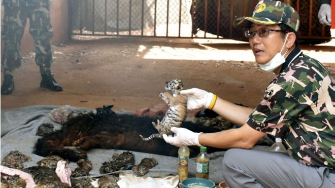 Chùa Thái Lan: 40 hổ non trong tủ đá