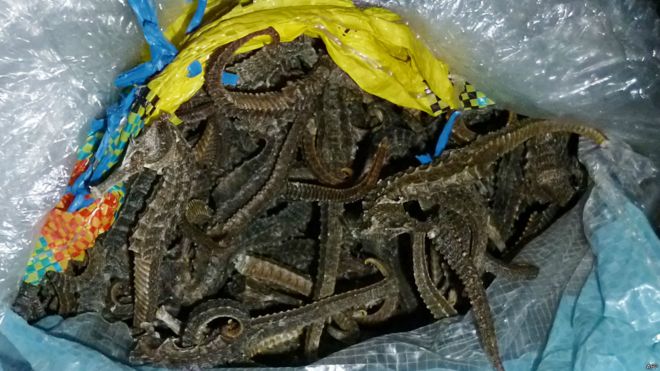 160622064557_seahorses_976x549_afp.jpg