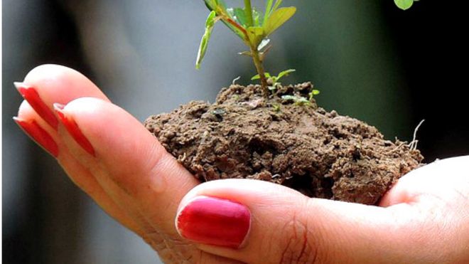 160711110604_tree_saplings_512x288_getty