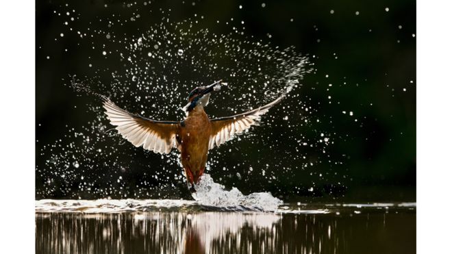 طائر الرفراف يلتقط سمكة من الماء