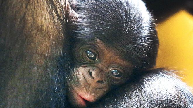 احصائيات جديدة تكشف زيادة "هائلة" للتجارة في القردة