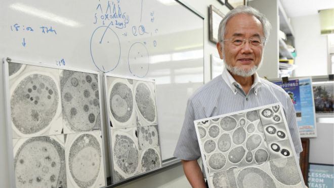 فوز العالم الياباني يوشينوري أوسومي بجائزة نوبل في الطب