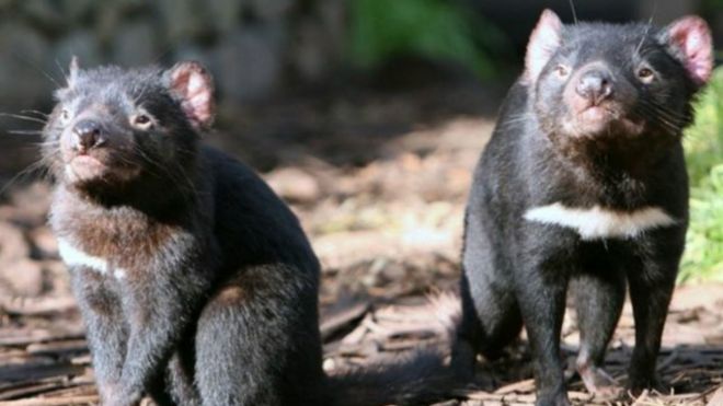 حليب "شيطان تسمانيا" يكافح الجراثيم المقاومة للمضادات الحيوية