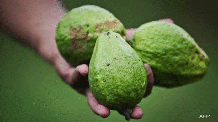 guayaba