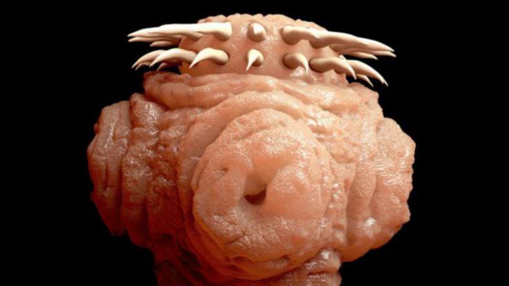 Lombriz parasitaria