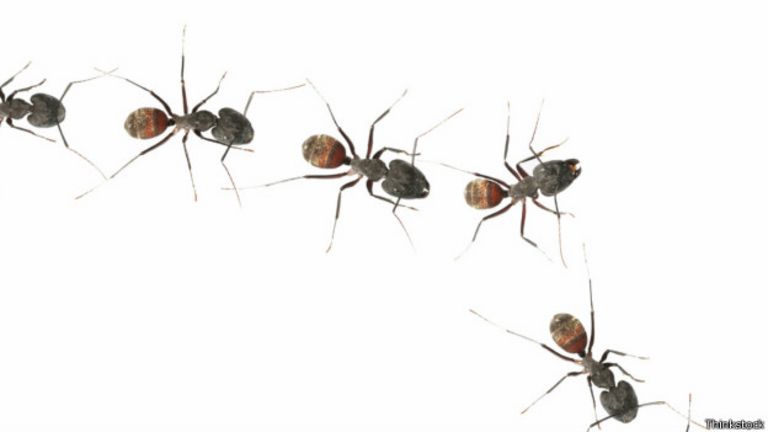 Hormigas
