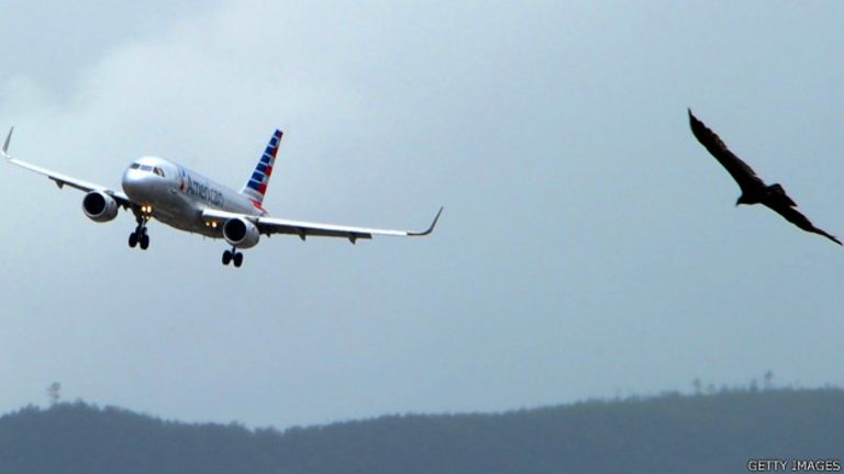 Avión y pájaro